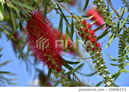 Red flowers of bottle brush tree Callistemon 50696153