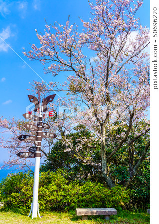 Cherry blossoms of Gonggensan Observatory Park [Nagasaki City] 50696220