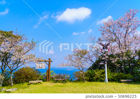 Cherry blossoms of Gonggensan Observatory Park [Nagasaki City] 50696225