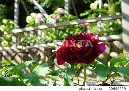 Takarazuka Nagaya Peony Garden 6 Takarazuka Nagaya Peony Garden 6 50696639