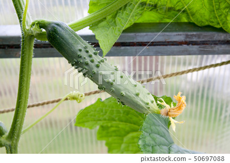 the ripened green cucumber hangs on a branch the ripened green cucumber hangs on a branch 50697088