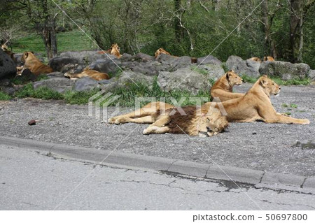 lion lion 50697800