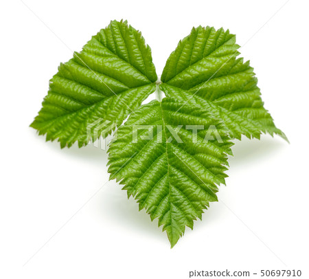 Blackberry leaves isolated on white Blackberry leaves isolated on white 50697910
