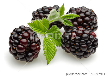 Blackberries with leaves isolated on white Blackberries with leaves isolated on white 50697911