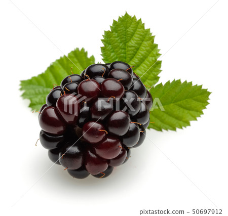 Blackberries with leaves isolated on white Blackberries with leaves isolated on white 50697912