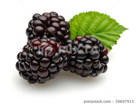 Blackberries with leaves isolated on white Blackberries with leaves isolated on white 50697913