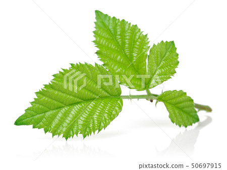 Blackberry leaves isolated on white Blackberry leaves isolated on white 50697915