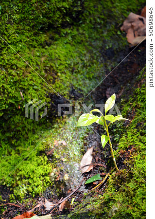 Osugi's new shoot of Ise Shrine 50698646