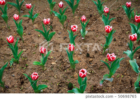 Spring rain, rain, raindrops, dew, dew drops, morning dew, tulip 50698765