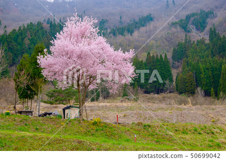 Okuhida, Split stone hot spring and cherry blossom Okuhida, Split stone hot spring and cherry blossom 50699042