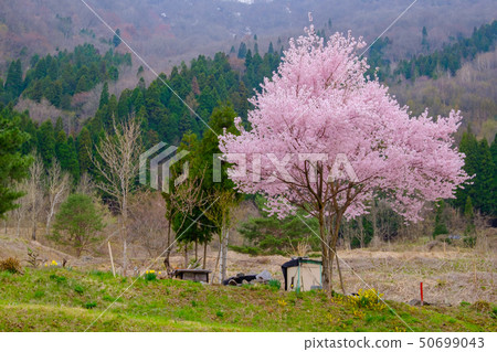 Cherry blossoms at Okuhida and Split Stone Onsen 50699043