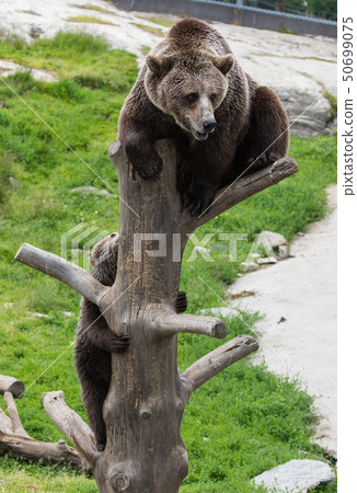 Cute family of brown bear mother bear and its baby cub playing on a tree trunk climbing and biting Cute family of brown bear mother bear and its baby cub playing on a tree trunk climbing and biting 50699075
