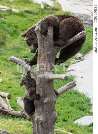 Cute family of brown bear mother bear and its baby cub playing on a tree trunk climbing and biting Cute family of brown bear mother bear and its baby cub playing on a tree trunk climbing and biting 50699088