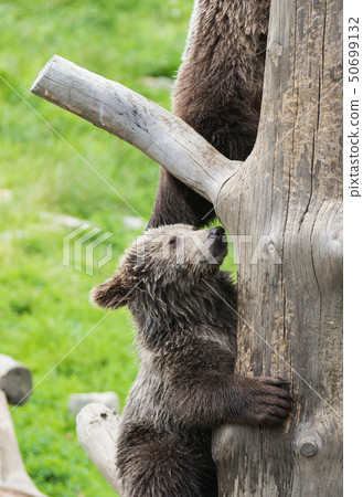 Cute family of brown bear mother bear and its baby cub playing on a tree trunk climbing and biting Cute family of brown bear mother bear and its baby cub playing on a tree trunk climbing and biting 50699132