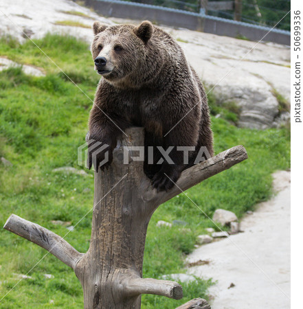 Closeup portrait of huge adult brown bear climbing on the tree trunk. Ursus arctos beringianus Closeup portrait of huge adult brown bear climbing on the tree trunk. Ursus arctos beringianus 50699336