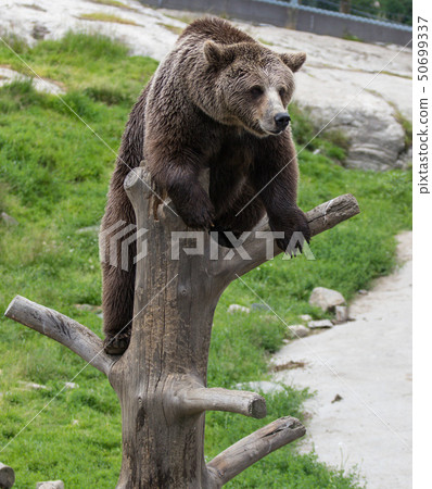 Closeup portrait of huge adult brown bear climbing on the tree trunk. Ursus arctos beringianus Closeup portrait of huge adult brown bear climbing on the tree trunk. Ursus arctos beringianus 50699337