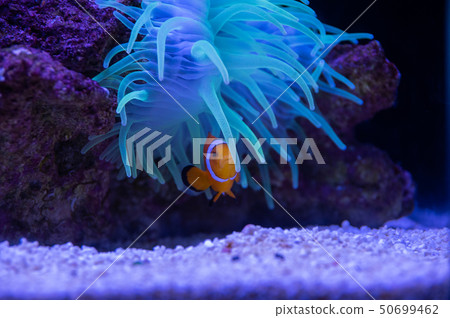 海葵和銀蓮花屬魚 50699462