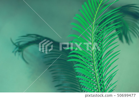 Green leaves of palm tree on dark green background 50699477