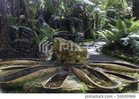 Nature in Dandenong mountain Melbourne 50699966