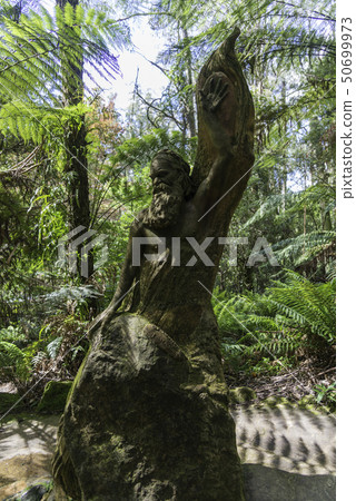 Nature in Dandenong mountain Melbourne 50699973