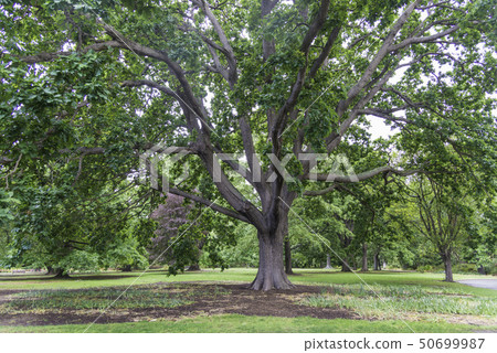 Nature in Dandenong mountain Melbourne 50699987