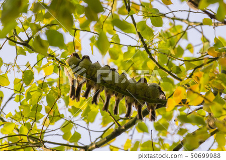 Long-tailed dumplings 50699988