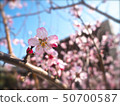 Almond flower 50700587