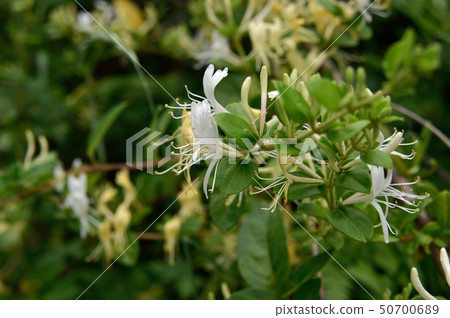 Honeysuckle 50700689
