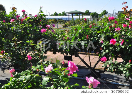 日本大學生物質資源科學系玫瑰園 日本大學生物質資源科學系玫瑰園 50700692