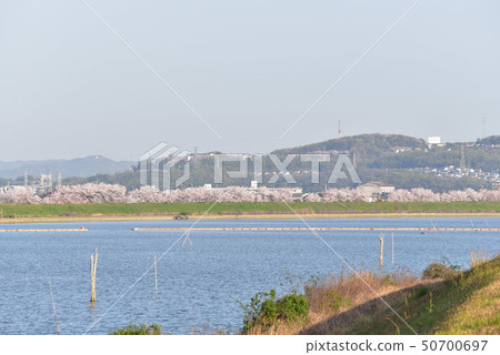 Morning on the Hyakken River with Somei Yoshino cherry blossoms, Okayama City, Okayama Prefecture 50700697
