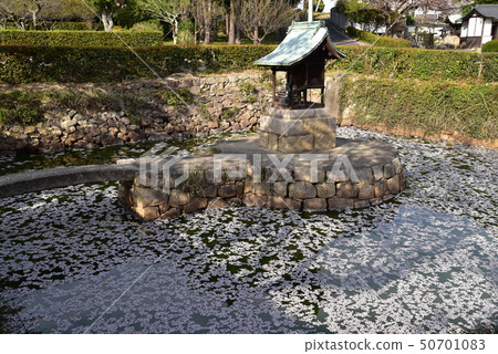 [Chugoku 33 Kannon Sacred Ground] No. 2 Benten Pond full of Yoshino cherry blossom petals in the precincts of Yokeiji Temple, Setouchi City, Okayama Prefecture 50701083