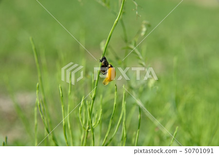 Emergence of the stickworm beetle 50701091