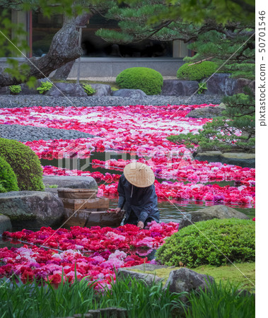It is pond Izumi peony of Yushien It is pond Izumi peony of Yushien 50701546