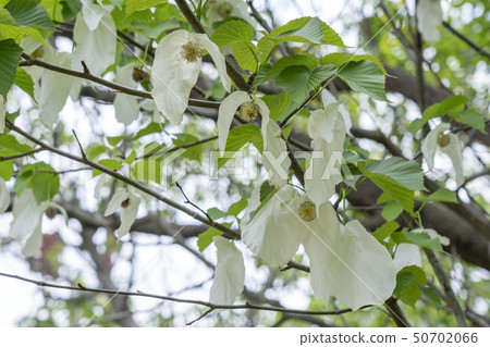 手帕樹 手帕樹 50702066