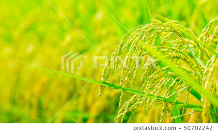 夏季大米（八月） 50702242