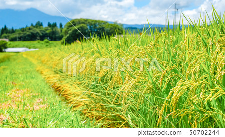 Summer rice (August) 50702244
