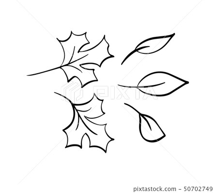 Vector collection of hand drawn autumn leaves. Isolated sketch black and white objects, beautiful 50702749