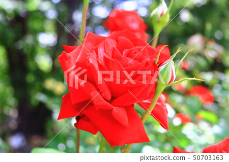 玫瑰花盛開在農業公園 兵庫縣尼崎市 Brazeria New Zealand 照片素材 圖片 圖庫