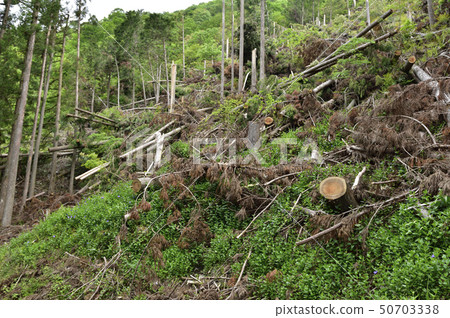 [社會問題]森林砍伐山體滑坡自然災害 50703338