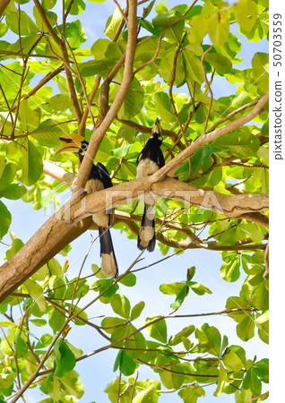 hornbill bird or bucerotidae bird ,great hornbill hornbill bird or bucerotidae bird ,great hornbill 50703559