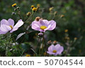 花 50704544