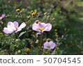 花 50704545