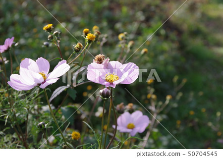 花 50704545