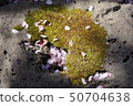 苔蘚和花瓣 50704638