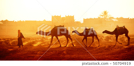 Caravan of camels in Sahara desert, Morocco 50704919