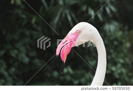 Flamingo bird head focus with deep green Flamingo bird head focus with deep green 50705030