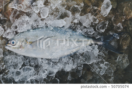 Sea Trevally fish or jack fish. 50705074