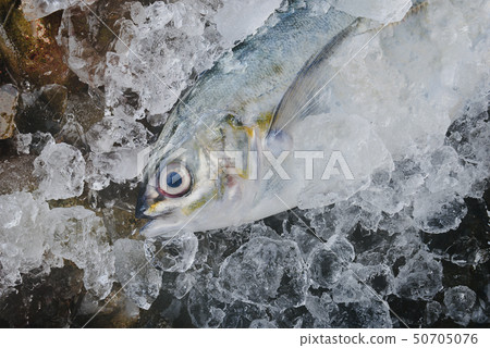Sea Trevally fish or jack fish. Sea Trevally fish or jack fish. 50705076