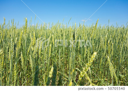 wheat field 50705540