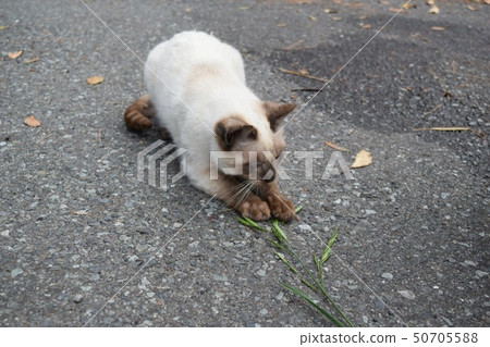 A cat that plays with cats A cat that plays with cats 50705588